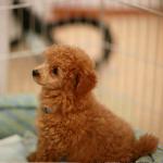 Tiny toy poodle imags