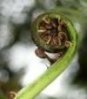 iStock_fern_bud_XSmall1_1.jpg